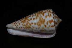 Conus stramineus