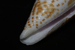 Conus stramineus