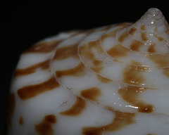 Conus stramineus