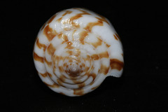 Conus stramineus