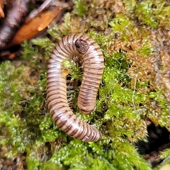 Cylindroiulus punctatus