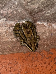 Leptodactylus mystacinus