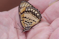 Byblia