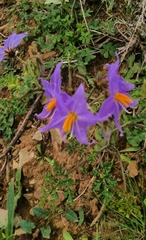 Solanum citrullifolium