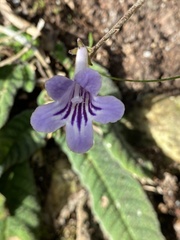 Streptocarpus rexii