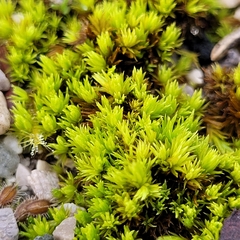 Tortella inclinata