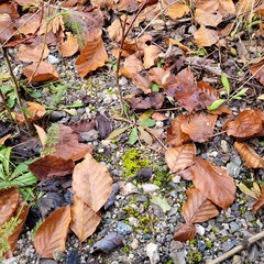 Tortella inclinata
