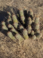 Echinocereus engelmannii