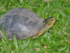 Cuora amboinensis kamaroma