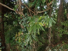 Litsea acuminata