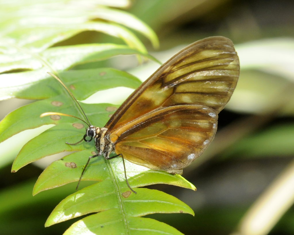Pteronymia latilla