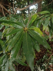 Litsea acuminata