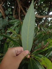 Litsea acuminata