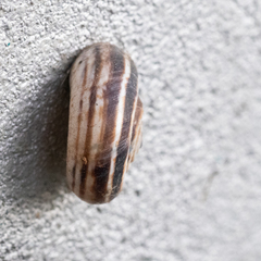 Xerolenta obvia