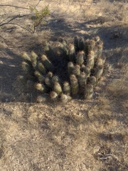 Echinocereus engelmannii