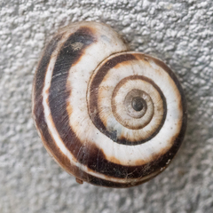 Xerolenta obvia