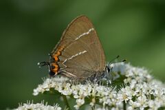 Satyrium w-album