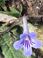 Streptocarpus rexii