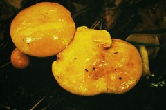 Suillus bovinus