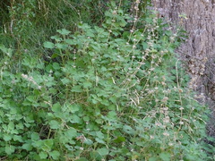 Pseudodictamnus hirsutus