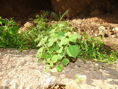 Pseudodictamnus hirsutus