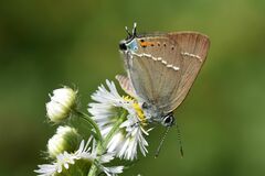 Satyrium spini