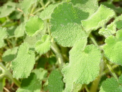 Pseudodictamnus hirsutus