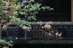 Crateva adansonii trifoliata