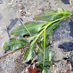 Potamogeton lucens