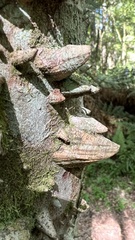 Zanthoxylum rhoifolium