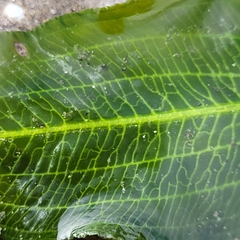 Potamogeton lucens