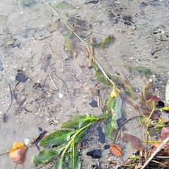 Potamogeton lucens