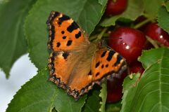 Nymphalis polychloros