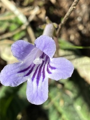 Streptocarpus rexii