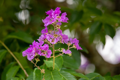 Lagerstroemia