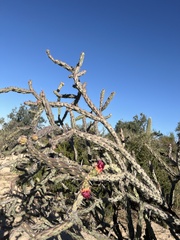 Cylindropuntia acanthocarpa