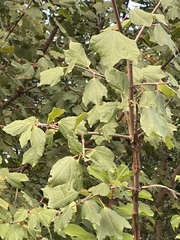 Acer monspessulanum