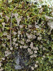 Cladonia chlorophaea