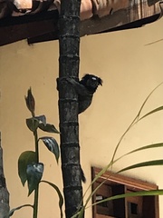 Callithrix penicillata