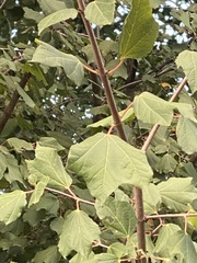 Acer monspessulanum