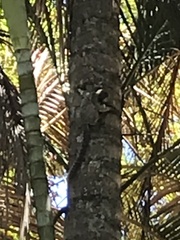 Callithrix penicillata