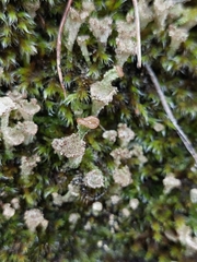 Cladonia chlorophaea