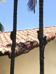 Callithrix penicillata