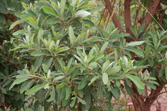Terminalia sericea