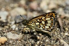 Heteropterus morpheus