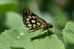 Heteropterus morpheus