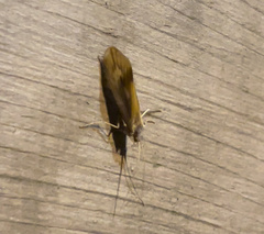 Platycentropus radiatus