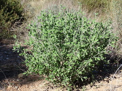 Anthyllis cytisoides