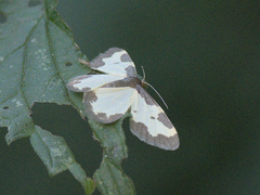 Lomaspilis marginata