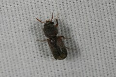Bostrichidae